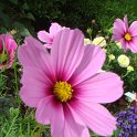 Cosmos bipinnatus 'Versailles rose pur' fleur